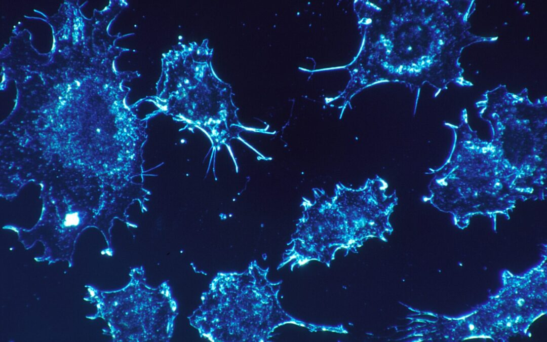Microscopic view of cells